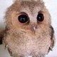 Illustration for article titled Baby owls!